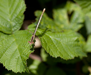 Platycnemis pennipes (Platycnemididae)  - Agrion à larges pattes, Pennipatte bleuâtre - White-legged Damselfly, Blue featherleg Tarn-et-Garonne [France] 18/07/2008 - 100m