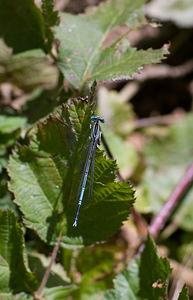 Platycnemis pennipes (Platycnemididae)  - Agrion à larges pattes, Pennipatte bleuâtre - White-legged Damselfly, Blue featherleg Tarn-et-Garonne [France] 18/07/2008 - 100m