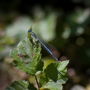 Platycnemis pennipes (Platycnemididae)  - Agrion à larges pattes, Pennipatte bleuâtre - White-legged Damselfly, Blue featherleg Tarn-et-Garonne [France] 18/07/2008 - 100m