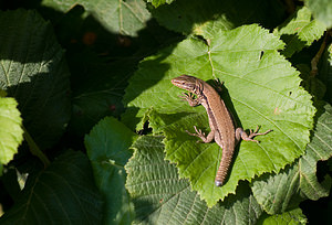 Podarcis muralis (Lacertidae)  - Lézard des murailles - Common Wall Lizard Ariege [France] 11/07/2008 - 830m