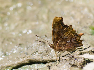 Polygonia c-album (Nymphalidae)  - Robert-le-diable - Comma Haute-Ribagorce [Espagne] 15/07/2008 - 980m