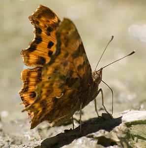 Polygonia c-album (Nymphalidae)  - Robert-le-diable - Comma Haute-Ribagorce [Espagne] 15/07/2008 - 980m