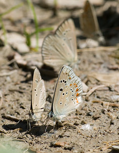 Polyommatus dorylas (Lycaenidae)  - Azuré du Mélilot, Argus turquoise, Azuré - Turquoise Blue Haute-Ribagorce [Espagne] 15/07/2008 - 980men compagnie de deux Agrodiaetus damon