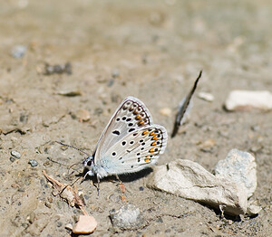 Polyommatus escheri (Lycaenidae)  - Azuré de l'Adragant, Azuré du Plantain, Azuré d'Escher, Argus bleu ciel Haute-Ribagorce [Espagne] 15/07/2008 - 980m