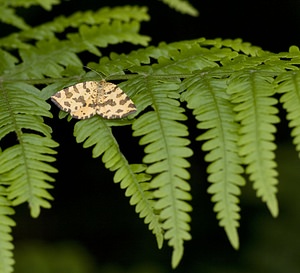 Pseudopanthera macularia (Geometridae)  - Panthère - Speckled Yellow Ariege [France] 08/07/2008 - 940m