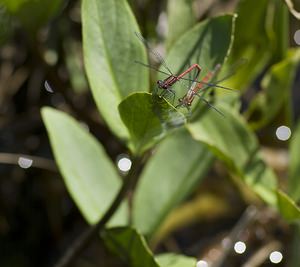 Pyrrhosoma nymphula (Coenagrionidae)  - Petite nymphe au corps de feu - Large Red Damselfly Ariege [France] 09/07/2008 - 1320m