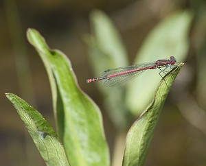 Pyrrhosoma nymphula (Coenagrionidae)  - Petite nymphe au corps de feu - Large Red Damselfly Ariege [France] 09/07/2008 - 1310m