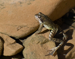 Rana dalmatina (Ranidae)  - Grenouille agile - Agile Frog Sobrarbe [Espagne] 15/07/2008 - 1630m