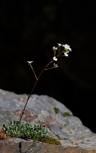 Saxifraga paniculata Saxifrage paniculée, Saxifrage aizoon Livelong Saxifrage