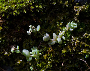 Sedum dasyphyllum (Crassulaceae)  - Orpin à feuilles poilues, Orpin à feuilles serrées, Orpin à feuilles épaisses - Thick-leaved Stonecrop Hautes-Pyrenees [France] 13/07/2008 - 1670m