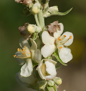 Verbascum lychnitis (Scrophulariaceae)  - Molène lychnite, Molène lychnide, Bouillon femelle - White Mullein Ariege [France] 11/07/2008 - 830m