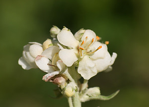 Verbascum lychnitis (Scrophulariaceae)  - Molène lychnite, Molène lychnide, Bouillon femelle - White Mullein Ariege [France] 11/07/2008 - 830m