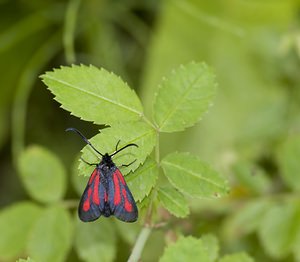 Zygaena romeo (Zygaenidae)  - Zygène de la Gesse, Zygène des Vesces - Reticent Burnet Ariege [France] 08/07/2008 - 930mforme planeixi