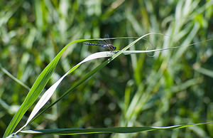 Aeshna mixta (Aeshnidae)  - aeschne mixte - Migrant Hawker Nord [France] 15/08/2008 - 20m