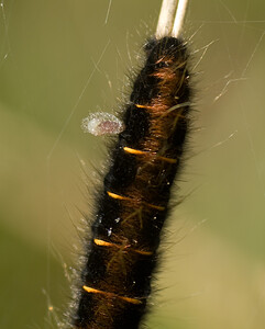 Apanteles  (Braconidae)  Marne [France] 30/08/2008 - 130mparasitant une chenille de bombyx de la ronce (Macrothylacia rubi)