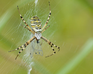 Argiope bruennichi (Araneidae)  - Épeire frelon - Wasp Spider Nord [France] 23/08/2008 - 20m