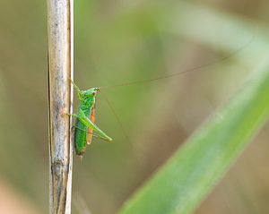 Conocephalus dorsalis (Tettigoniidae)  - Conocéphale des Roseaux - Short-winged Conehead Marne [France] 31/08/2008 - 110m