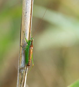 Conocephalus dorsalis (Tettigoniidae)  - Conocéphale des Roseaux - Short-winged Conehead Marne [France] 31/08/2008 - 110m