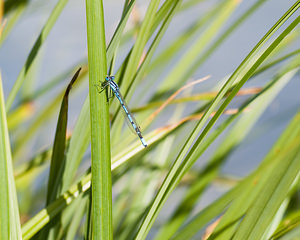 Enallagma cyathigerum (Coenagrionidae)  - Agrion porte-coupe - Common Blue Damselfly Nord [France] 15/08/2008 - 30m