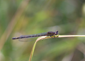 Enallagma cyathigerum (Coenagrionidae)  - Agrion porte-coupe - Common Blue Damselfly Nord [France] 23/08/2008 - 20m