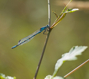 Enallagma cyathigerum (Coenagrionidae)  - Agrion porte-coupe - Common Blue Damselfly Nord [France] 23/08/2008 - 20m