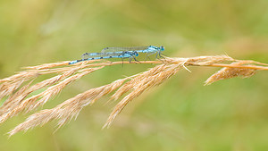 Enallagma cyathigerum (Coenagrionidae)  - Agrion porte-coupe - Common Blue Damselfly Nord [France] 23/08/2008 - 20m