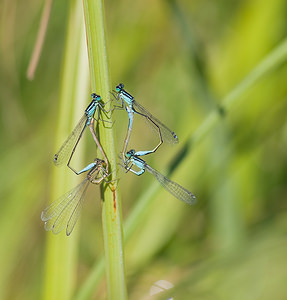 Ischnura elegans (Coenagrionidae)  - Agrion élégant - Blue-tailed Damselfly Nord [France] 15/08/2008 - 20m