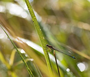 Ischnura elegans (Coenagrionidae)  - Agrion élégant - Blue-tailed Damselfly Nord [France] 15/08/2008 - 20mfemelle immature type C