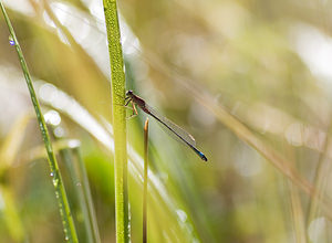 Ischnura elegans (Coenagrionidae)  - Agrion élégant - Blue-tailed Damselfly Nord [France] 15/08/2008 - 20mfemelle immature type C