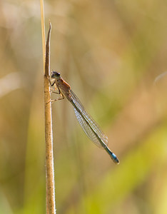 Ischnura elegans (Coenagrionidae)  - Agrion élégant - Blue-tailed Damselfly Nord [France] 15/08/2008 - 20mfemelle immature type C