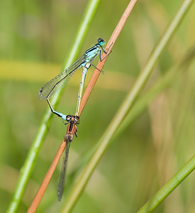 Ischnura elegans (Coenagrionidae)  - Agrion élégant - Blue-tailed Damselfly Nord [France] 23/08/2008 - 20mavec en bas une femelle du type C (bande hum?rale absente sur thorax rougeatre)