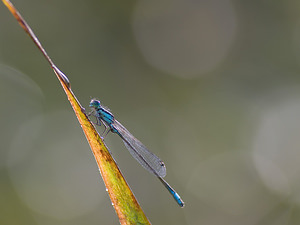 Ischnura elegans (Coenagrionidae)  - Agrion élégant - Blue-tailed Damselfly Marne [France] 31/08/2008 - 110m