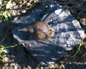 Lymnaea stagnalis (Lymnaeidae)  - Grande limnée - Great Pond Snail Nord [France] 15/08/2008 - 20m