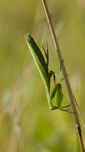 Mantis religiosa (Mantidae)  - Mante religieuse - Praying Mantis Marne [France] 30/08/2008 - 150m