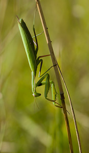 Mantis religiosa (Mantidae)  - Mante religieuse - Praying Mantis Marne [France] 30/08/2008 - 150m