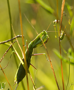 Mantis religiosa (Mantidae)  - Mante religieuse - Praying Mantis Marne [France] 30/08/2008 - 150m