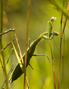 Mantis religiosa (Mantidae)  - Mante religieuse - Praying Mantis Marne [France] 30/08/2008 - 150m