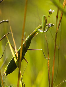 Mantis religiosa (Mantidae)  - Mante religieuse - Praying Mantis Marne [France] 30/08/2008 - 150m