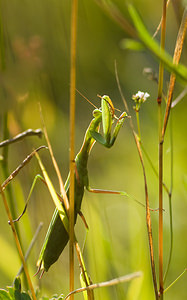 Mantis religiosa (Mantidae)  - Mante religieuse - Praying Mantis Marne [France] 30/08/2008 - 150m