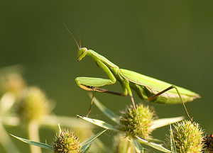 Mantis religiosa (Mantidae)  - Mante religieuse - Praying Mantis Marne [France] 30/08/2008 - 150m