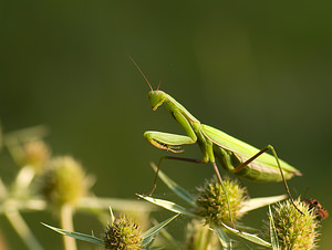 Mantis religiosa (Mantidae)  - Mante religieuse - Praying Mantis Marne [France] 30/08/2008 - 150m