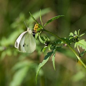 Pieris rapae (Pieridae)  - Piéride de la Rave, Petit Blanc du Chou, Petite Piéride du Chou - Small White Marne [France] 30/08/2008 - 270m