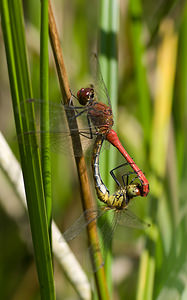 Sympetrum sanguineum (Libellulidae)  - Sympétrum sanguin, Sympétrum rouge sang - Ruddy Darter Marne [France] 30/08/2008 - 270m