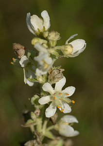 Verbascum lychnitis (Scrophulariaceae)  - Molène lychnite, Molène lychnide, Bouillon femelle - White Mullein Marne [France] 30/08/2008 - 130m