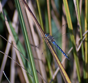 Aeshna mixta (Aeshnidae)  - aeschne mixte - Migrant Hawker Marne [France] 27/09/2008 - 150m