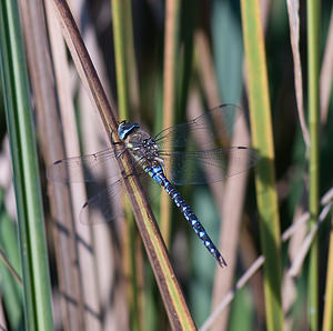 Aeshna mixta (Aeshnidae)  - aeschne mixte - Migrant Hawker Marne [France] 27/09/2008 - 150m