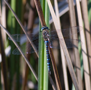 Aeshna mixta (Aeshnidae)  - aeschne mixte - Migrant Hawker Marne [France] 27/09/2008 - 150m