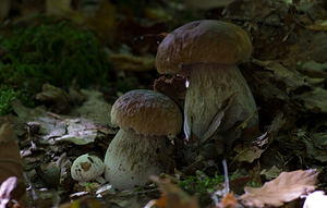 Boletus edulis (Boletaceae)  - Cèpe de Bordeaux, Cèpe du Périgord - Cep, Penny Bun Marne [France] 27/09/2008 - 200m