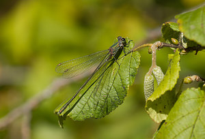 Chalcolestes viridis (Lestidae)  - Leste vert - Green Emerald Damselfly Nord [France] 20/09/2008 - 30m