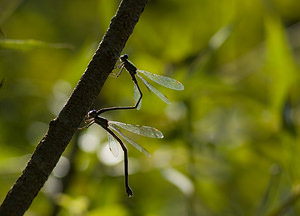 Chalcolestes viridis (Lestidae)  - Leste vert - Green Emerald Damselfly Nord [France] 20/09/2008 - 30m